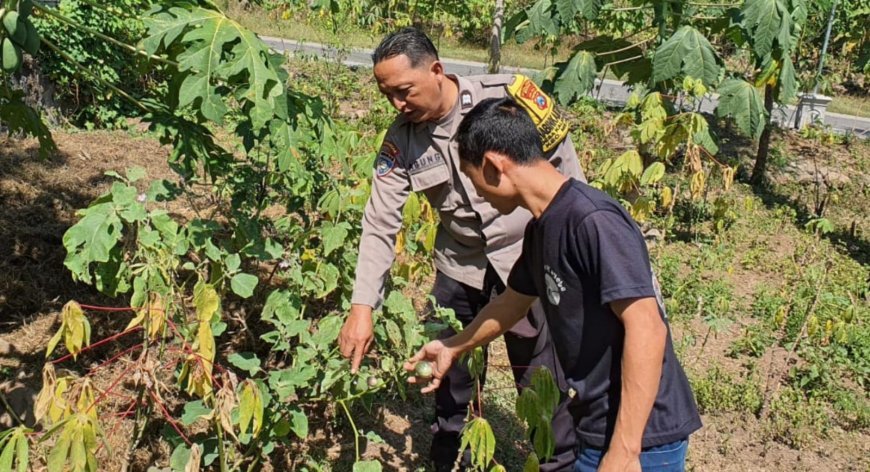 Bhabinkamtibmas Dampingi Warga dalam Program Ketahanan Pangan